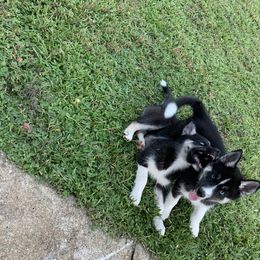 Siberian Husky Puppies from Hargaden Huskies
