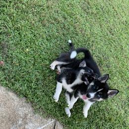 Siberian Husky Puppies from Hargaden Huskies
