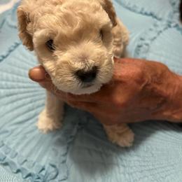 Casper - Cream male Poodle puppy in Lexington, Tennessee from Jm’s Precious Poodles