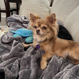 Victory - Chihuahua
