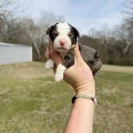 Ria - Merle female Bernedoodle puppy in Wamego, Kansas from Doodles of Oz