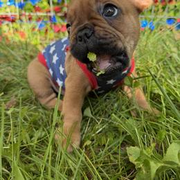 French Bulldog Puppies from Frenchie-Club