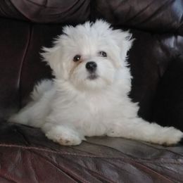 Maltese and Morkies from Mandy's Maltese