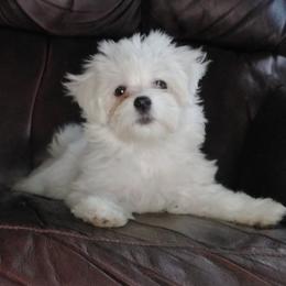 Maltese and Morkies from Mandy's Maltese