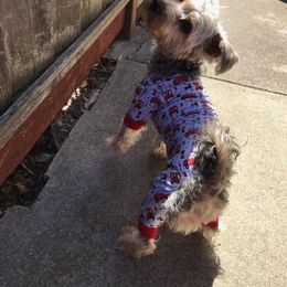 Assorted Doodle Crosses, Double Doodle, Maltipoo, Morkie, and Yorkipoo Puppies from Danza Bolo