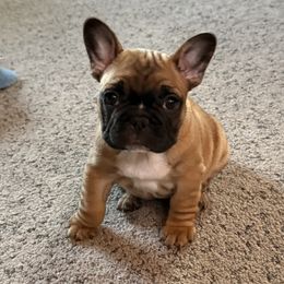 French Bulldog Puppies from Maier Kennels