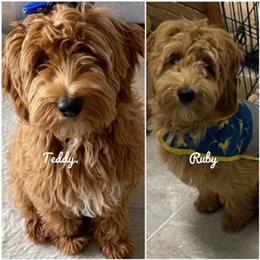 Goldendoodle Puppies from Melodies Daytona Doodles