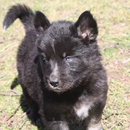 Siberian Husky Puppies from North Valley Huskies