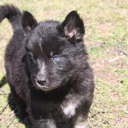 Siberian Husky Puppies from North Valley Huskies
