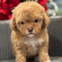 Honeybun - Apricot female Cavapoo puppy in Apple Valley, California from Fletcher Fuzzy Friends