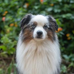 Indie - Toy Australian Shepherd