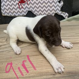 German Shorthaired Pointer Puppies from M&R Breeders
