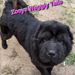 Dumplin - Chinese Shar-Pei