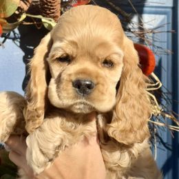 Cocker Spaniel puppies from Belive in Dreams Cockers