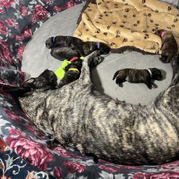 Dutch Shepherd Puppies from Monadnock Dutch Shepherds
