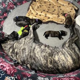 Dutch Shepherd Puppies from Monadnock Dutch Shepherds