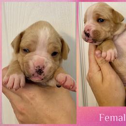 Pink - 3rd born - Fawn female Boxer puppy in Brownsville, Oregon from Vincent's Pride Boxers ~ Dudley's Dream Boxers