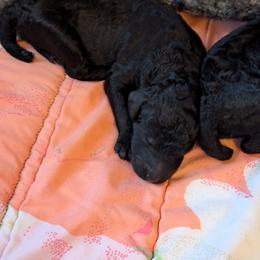 Wemmbu - Blue male Poodle puppy in Killingly, Connecticut from Isfahel Kennels