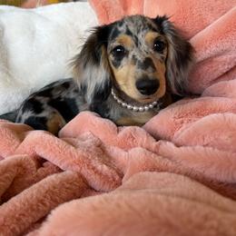 Dachshund Puppies from Dachshund Family Love Breeders