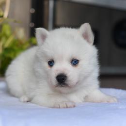 Flora - White female Pomsky puppy in Coos Bay, Oregon from Ocean View Pomskies