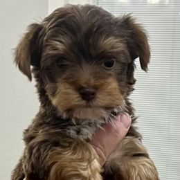 Yorkshire Terrier Puppies from Shayle's Yorkie Pups