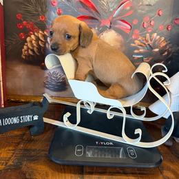 Ashley    CKC - Red female Dachshund puppy in Madisonville, Texas from Little B’s Dachshund Farm