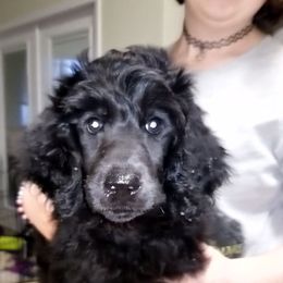 Boy 1 - Black Poodle puppy in Jay, Florida from Purpose Bred Poodles