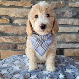 Broccoli - Apricot male Goldendoodle puppy in Grabill, Indiana from Rose's Doodles