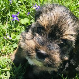 Georgi - Blue and gold Yorkshire Terrier puppy in Marion, Indiana from Brandon's Yorkshire Terriers