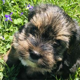 Georgi - Blue and gold Yorkshire Terrier puppy in Marion, Indiana from Brandon's Yorkshire Terriers