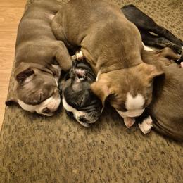 Boston Terrier Puppies from Broadus Boston Terriers