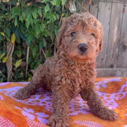 Willow - Red female Bernedoodle puppy in Clovis, California from Delta Doodless