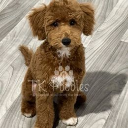 Ruby - Red  Poodle puppy in New Jersey from TK Poodles