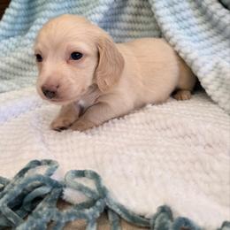 Biscotti - Cream male Dachshund puppy in Mc Donough, Georgia from Hot Diggity Doxies