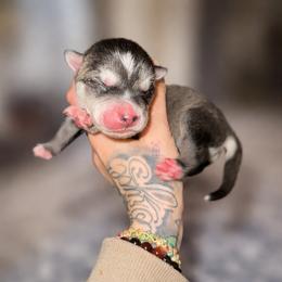 Boy 1 - Agouti and white male Siberian Husky puppy in Iron River, Wisconsin from Wiemeri Siberians
