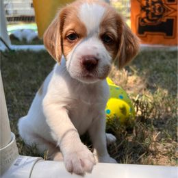 Neon Girl - Orange and white female Brittany puppy in Milner, Georgia from Hi-Hope Kennel