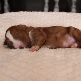 Whobris - Red  male Goldendoodle puppy in Warsaw, Ohio from Lovabledoodles