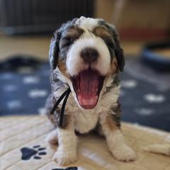 Aussiedoodle and Double Doodle Puppies from Parrish Precious Ones Texas