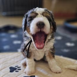 Aussiedoodle and Double Doodle Puppies from Parrish Precious Ones Texas