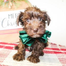 Elliott - Liver male Miniature Schnauzer puppy in Antlers, Oklahoma from Rocking H