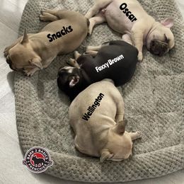 French Bulldog Puppies from Bark2Basics.Frenchie