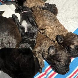 Shihpoos from Randee's Shihpoos