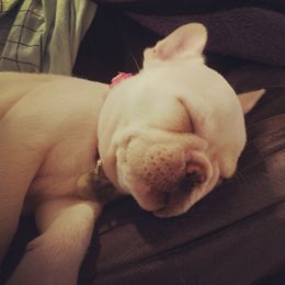 French Bulldog Puppies from Creekside