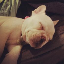 French Bulldog Puppies from Creekside