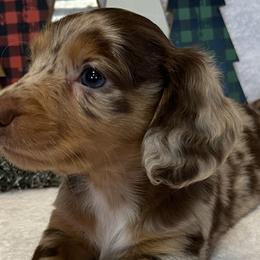 Dachshunds from TJ's Dachshunds
