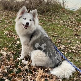 Aspen - Pomsky