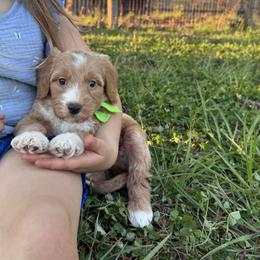 Lime - Red  female Goldendoodle puppy in Ruthorfordton, North Carolina from Duncan Doodles Goldendoodles