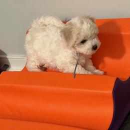 Bichon Frise Puppies from Amori's Royal Bichons