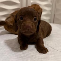 Clove - Dachshund