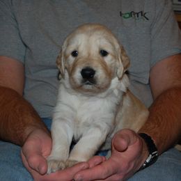 Golden Retriever Puppies from High Plains Goldens